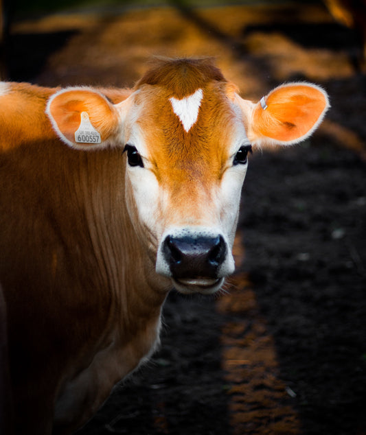 A Vegan's Dilemma: What to do when Served Meat by Mistake